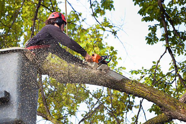  Hydro, OK Tree Services Pros