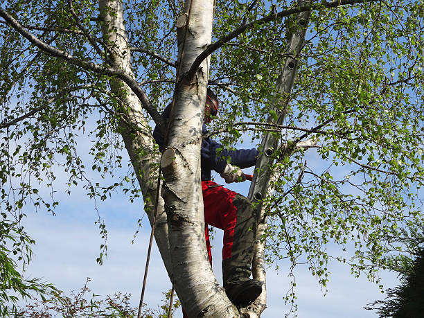 Reliable Hydro, OK Tree Services Solutions