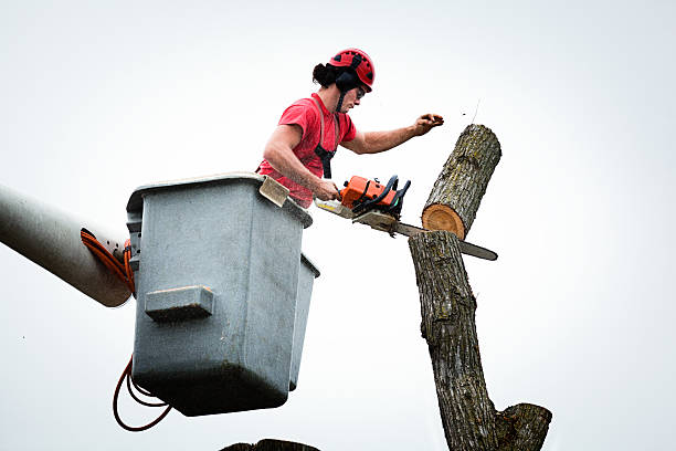 Leaf Removal in Hydro, OK